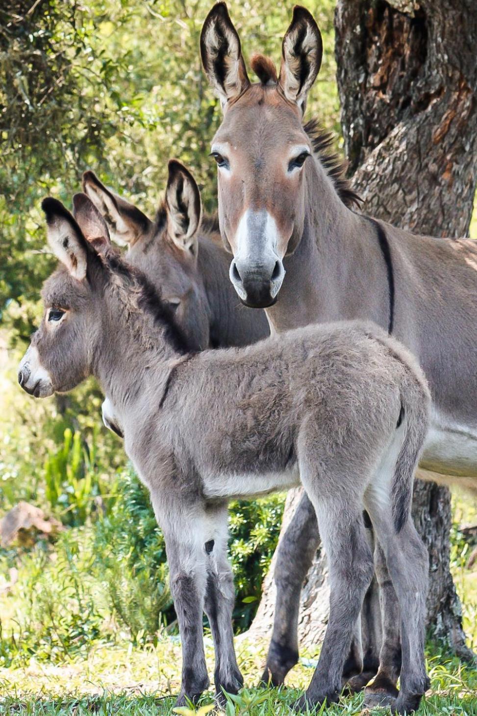 בום ז'רדים דה סרה Fazenda Invernada Grande Turismo Rural מראה חיצוני תמונה